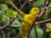 Yellow warbler -3