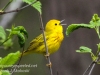 Yellow warbler -6