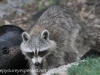 Raccoon (10 of 14).jpg