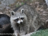 Raccoon (11 of 14).jpg