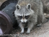Raccoon (12 of 14).jpg