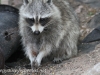 Raccoon (13 of 14).jpg
