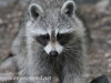 Raccoon (14 of 14).jpg