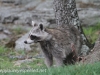 Raccoon (2 of 14).jpg