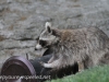 Raccoon (5 of 14).jpg
