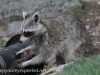 Raccoon (7 of 14).jpg