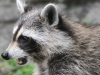raccoon 043 (1 of 1).jpg