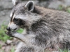 raccoon 045 (1 of 1).jpg