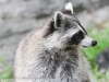 raccoon 054 (1 of 1).jpg