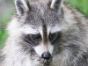 raccoon 061 (1 of 1).jpg