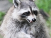 raccoon 071 (1 of 1).jpg