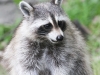 raccoon 073 (1 of 1).jpg