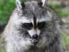 raccoon 079 (1 of 1).jpg