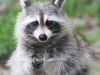 raccoon 081 (1 of 1).jpg