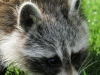 raccoon (1 of 1).jpg