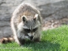 raccoon 10 (3 of 3).jpg
