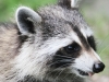 raccoon   106 (1 of 1).jpg