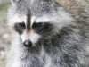 raccoon   109 (1 of 1).jpg