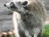 raccoon 11 (1 of 1).jpg