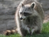 raccoon 12 (1 of 1).jpg