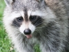 raccoon  120 (1 of 1).jpg