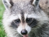raccoon   129 2 (1 of 1).jpg