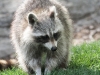 raccoon 13 (1 of 1).jpg
