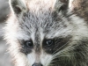 raccoon 14 (1 of 1).jpg