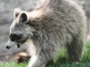 raccoon 15 (1 of 1).jpg