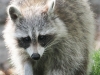 raccoon 17 (1 of 1).jpg