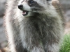 raccoon 18 (1 of 1).jpg