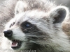 raccoon 19 (1 of 1).jpg