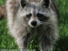 raccoon 2 (1 of 1).jpg
