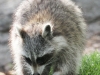 raccoon 21 (1 of 1).jpg