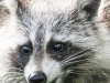 raccoon 22 (1 of 1).jpg