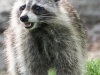 raccoon 23 (1 of 1).jpg