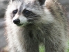 raccoon 24 (1 of 1).jpg