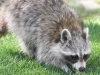 raccoon 3 (1 of 1).jpg