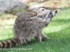 raccoon 5 (1 of 1).jpg