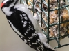 downy woodpecker (1 of 1).jpg