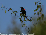 Railroad hike red-winged blackbirds may 24 2018 