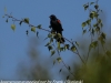 Red winged black bird  (1 of 16)
