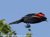 Red winged black bird  (10 of 16)