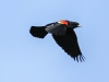 Red winged black bird  (2 of 16)