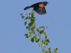 Red winged black bird  (3 of 16)