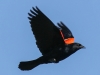 Red winged black bird  (4 of 16)