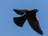 Red winged black bird  (6 of 16)
