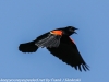 Red winged black bird  (7 of 16)