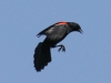 Red winged black bird  (8 of 16)