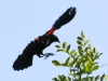 Red winged black bird  (9 of 16)